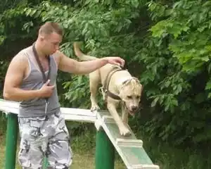 обучение собаки