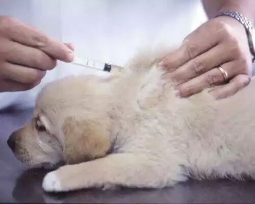 прививки щенкам