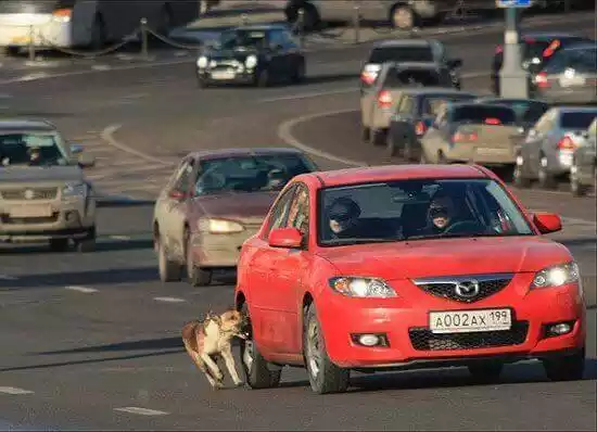 собака преследует автомобиль