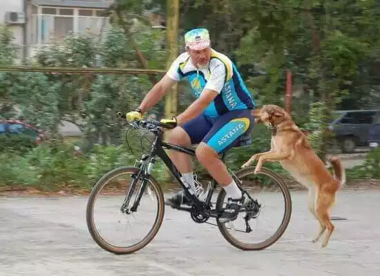 собака преследует велосипедиста