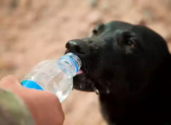 вода для собаки