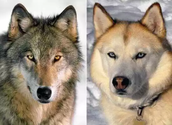 собаки злее, чем волки