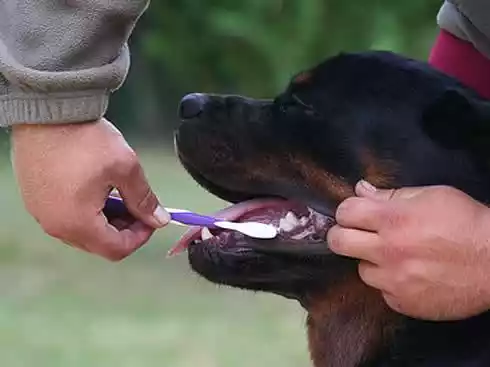 зубы собаки