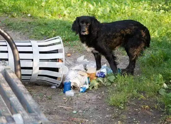 отучаем собаку подбирать