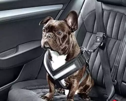 собака в автомобиле