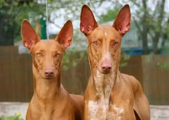 египетские собаки