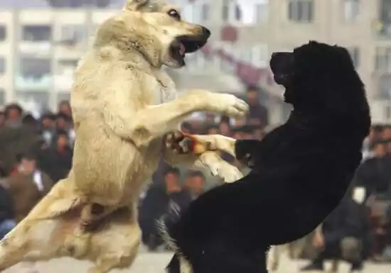 драки между собаками