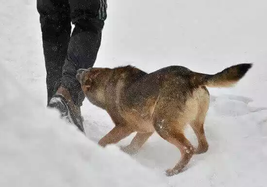 защита от агрессивной собаки
