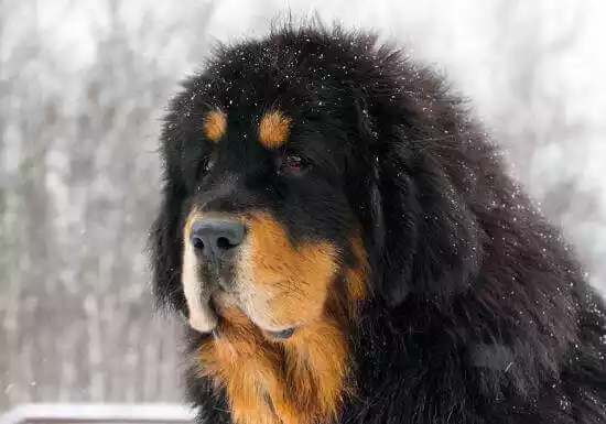 собака тибетский мастиф