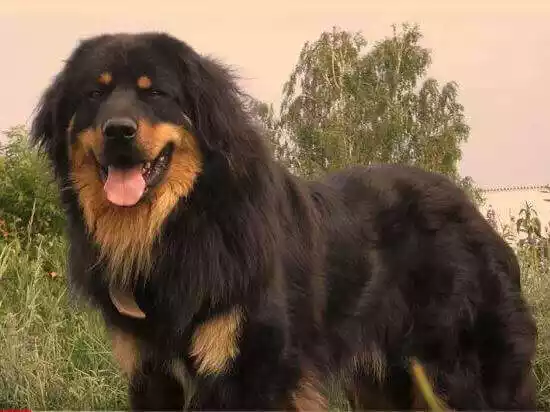 порода собак бурят-монгольский волкодав