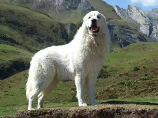 порода собак пиренейский волкодав
