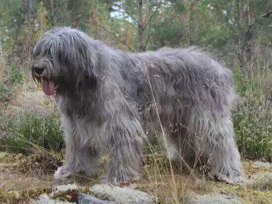 порода собак южнорусская овчарка