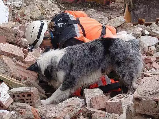 породы собак спасателей