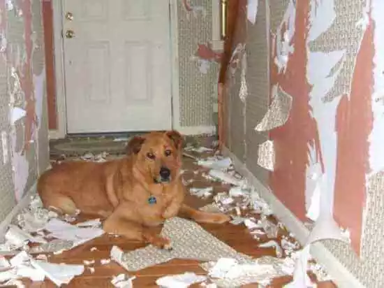 как отучить собаку грызть стены