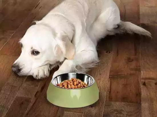 собак не хочет есть