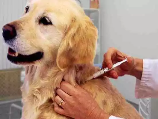 когда вакцинируют собак