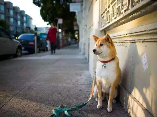 как научить собаку терпеливо ждать хозяина