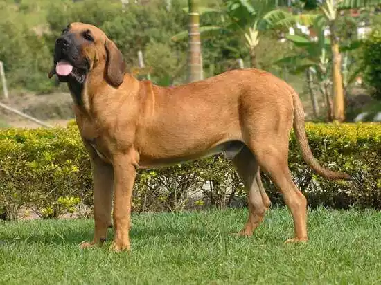 порода собак бразильский фила