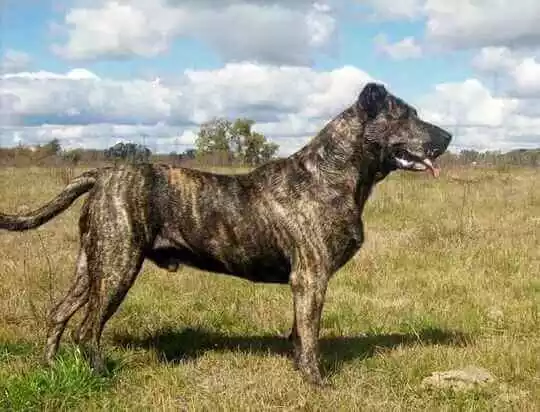 порода собак уругвайский симмарон