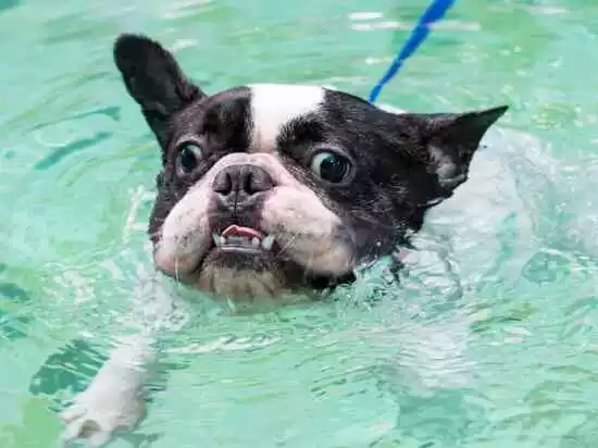 собак плохо плавает