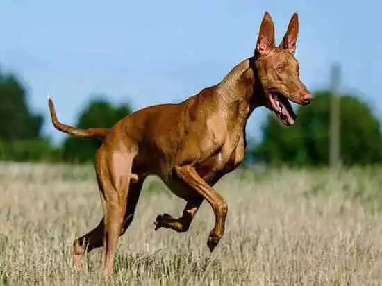 порода фарановых собак