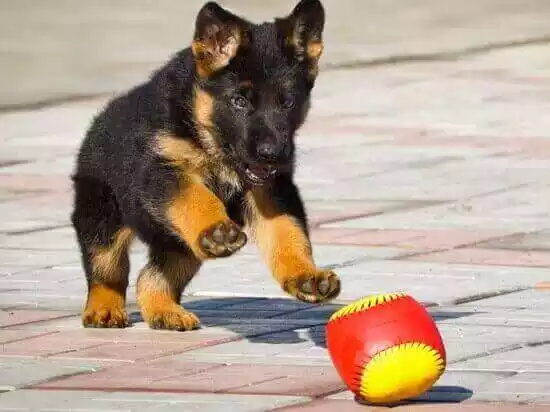 собака играет с мячом